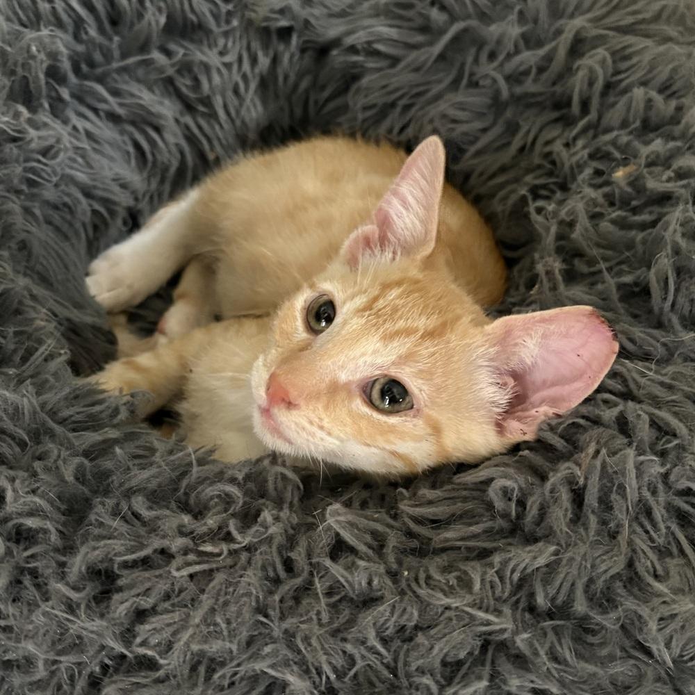 Enlarge Orjan, a Adoptable Domestic Short Hair in Panama City Beach, FL image 2/6