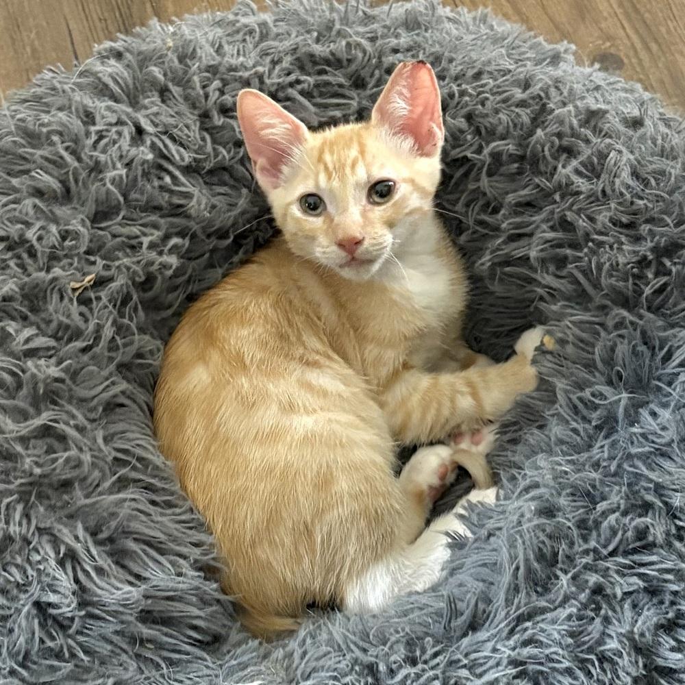 Enlarge Orjan, a Adoptable Domestic Short Hair in Panama City Beach, FL image 3/6