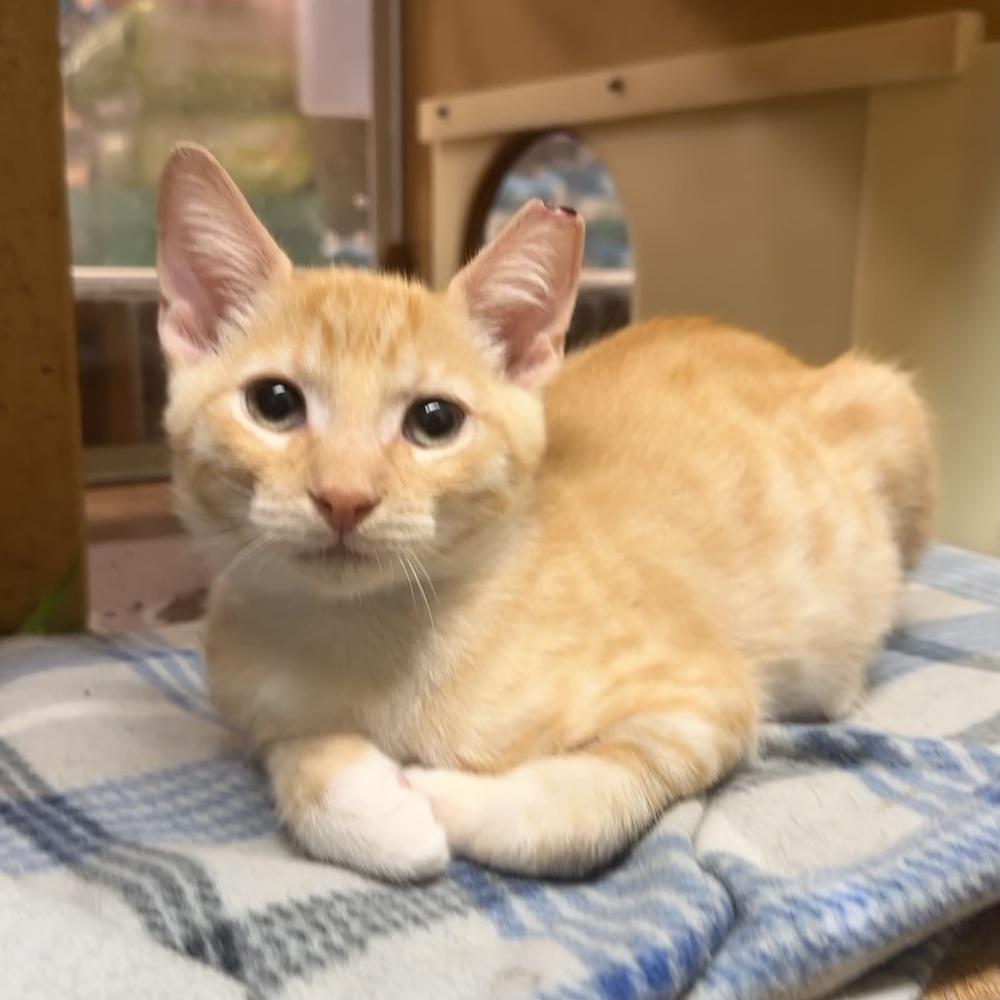 Enlarge Orjan, a Adoptable Domestic Short Hair in Panama City Beach, FL image 5/6