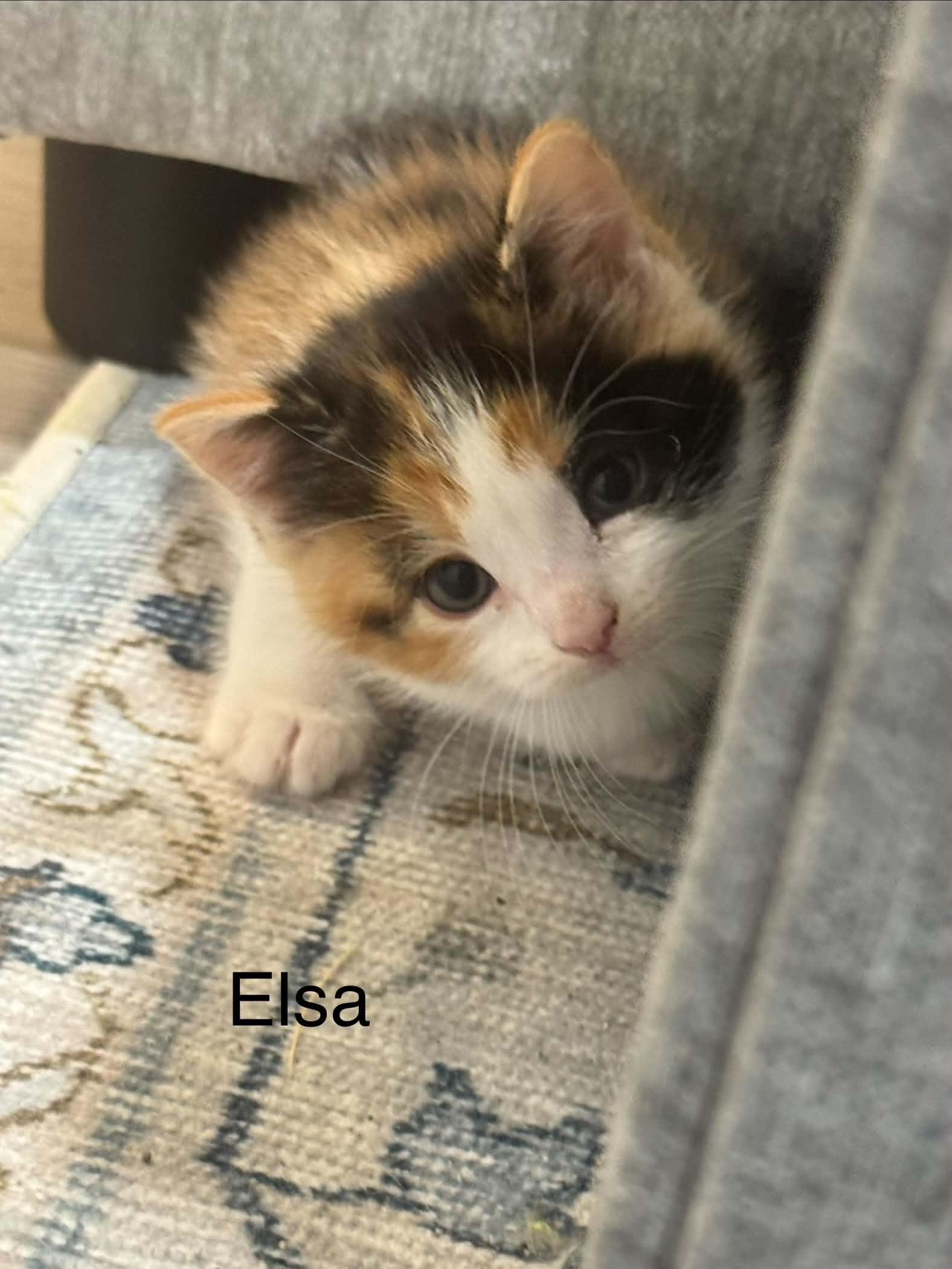 Enlarge Elsa, a Adopted mixed breed in Hull, MA image 1/5