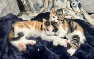 Enlarge Elsa, a Adopted mixed breed in Hull, MA image 2/5