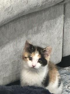 Enlarge Elsa, a Adopted mixed breed in Hull, MA image 4/5