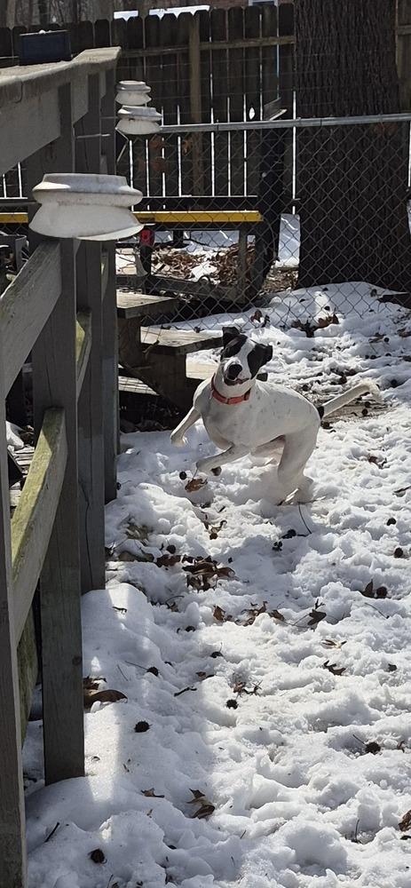 Nutmeg, Adoptable, Young Male Labrador Retriever.