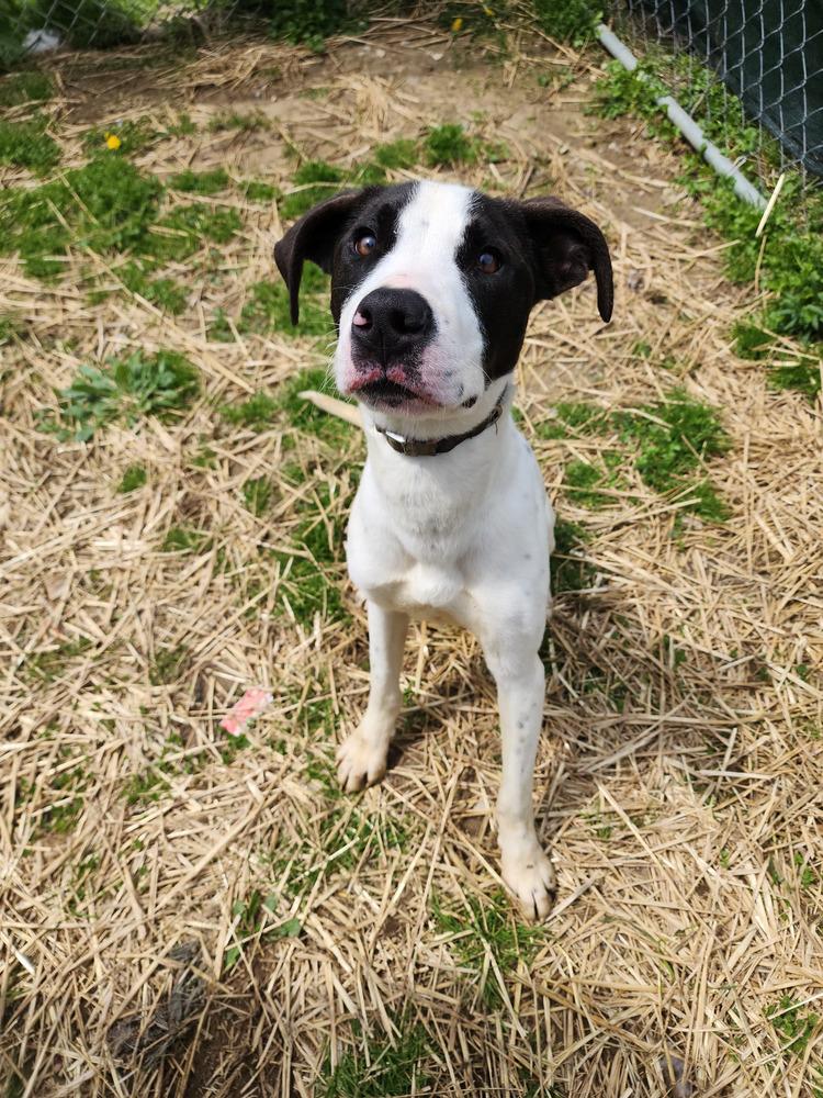 Nutmeg, a Adoptable mixed breed in Evansville, IN image 2/6