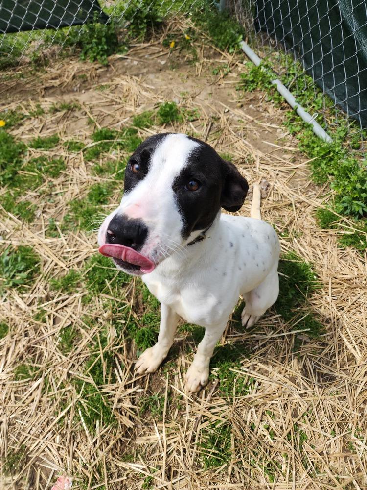Nutmeg, a Adoptable mixed breed in Evansville, IN image 3/6