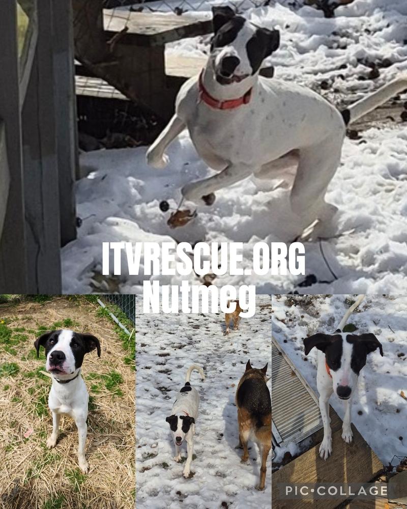 Nutmeg, a Adoptable mixed breed in Evansville, IN image 4/6