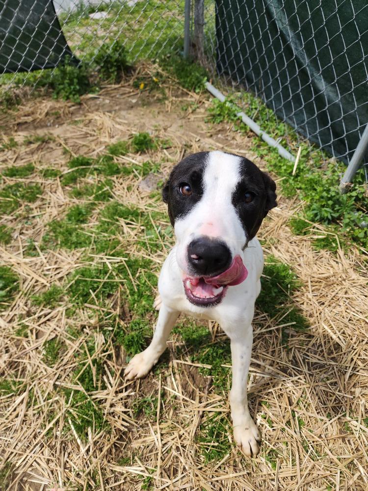 Nutmeg, a Adoptable mixed breed in Evansville, IN image 5/6