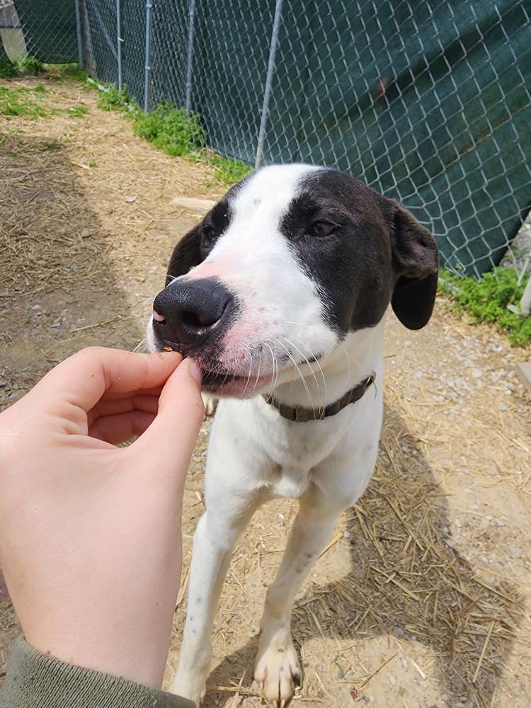 Nutmeg, a Adoptable mixed breed in Evansville, IN image 6/6
