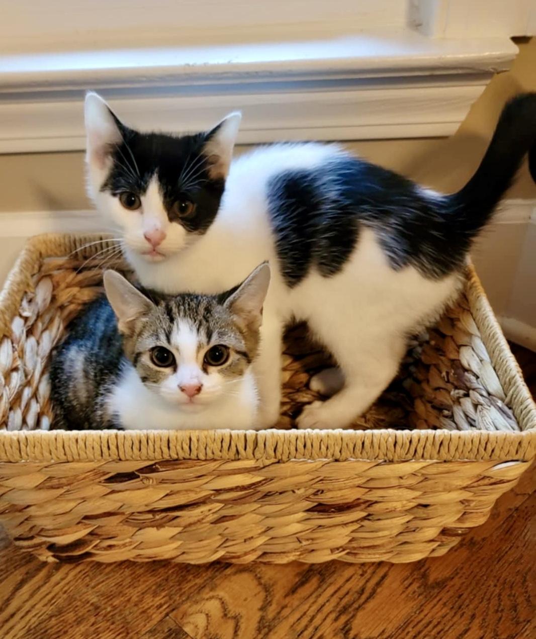 Milkshake &  Oreo