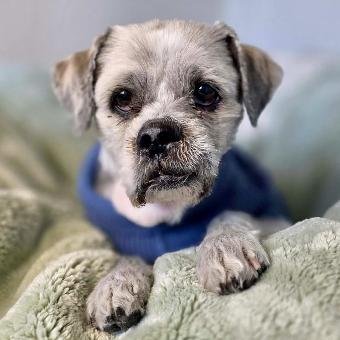 Caramel, ADOPTABLE, Senior Male Miniature Schnauzer & Poodle.