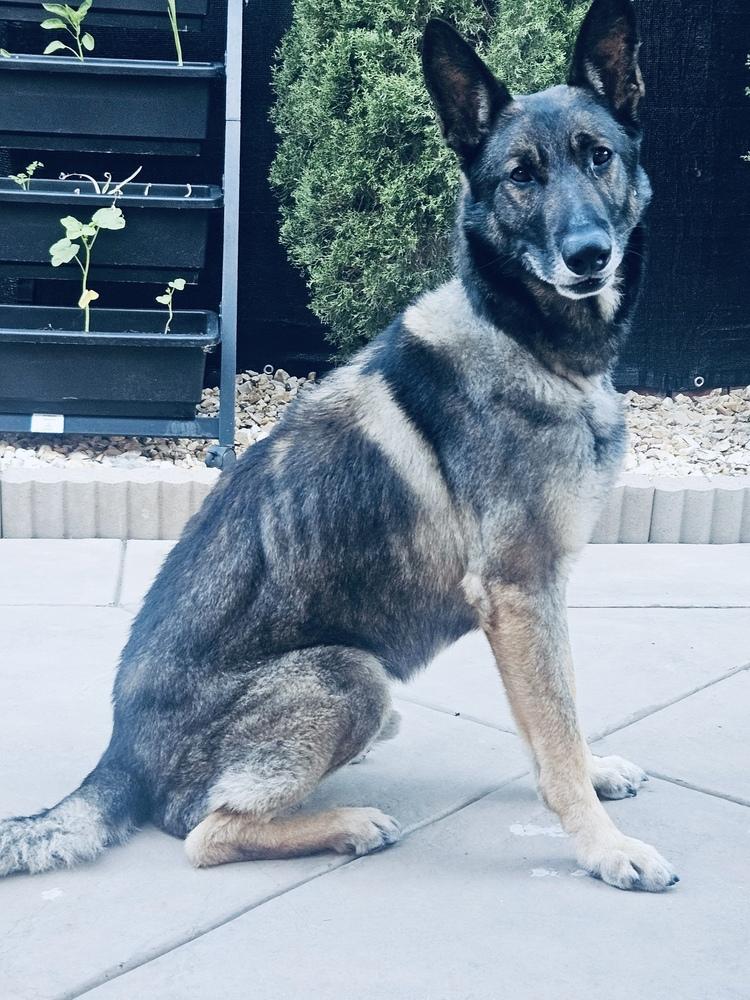 Pierre, Adoptable, Senior Male German Shepherd Dog.