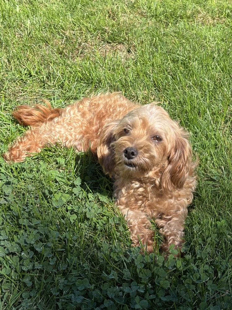 Sherridan, Adoptable, Adult Female Maltese & Poodle.