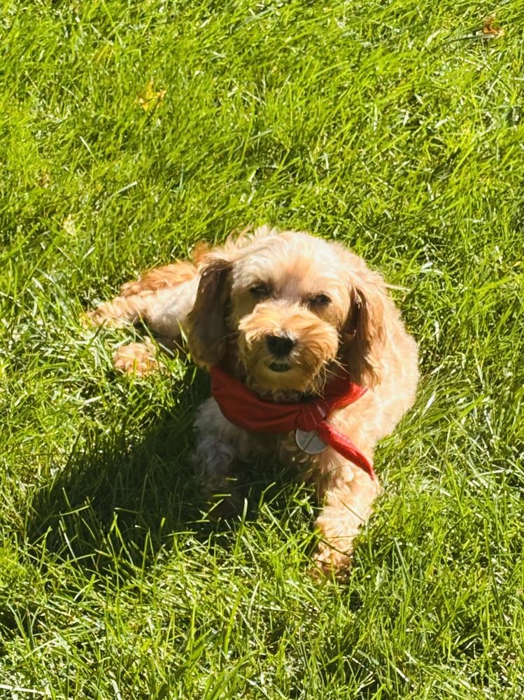 Enlarge Sherridan, a Adoptable mixed breed in East Greenville, PA image 2/6