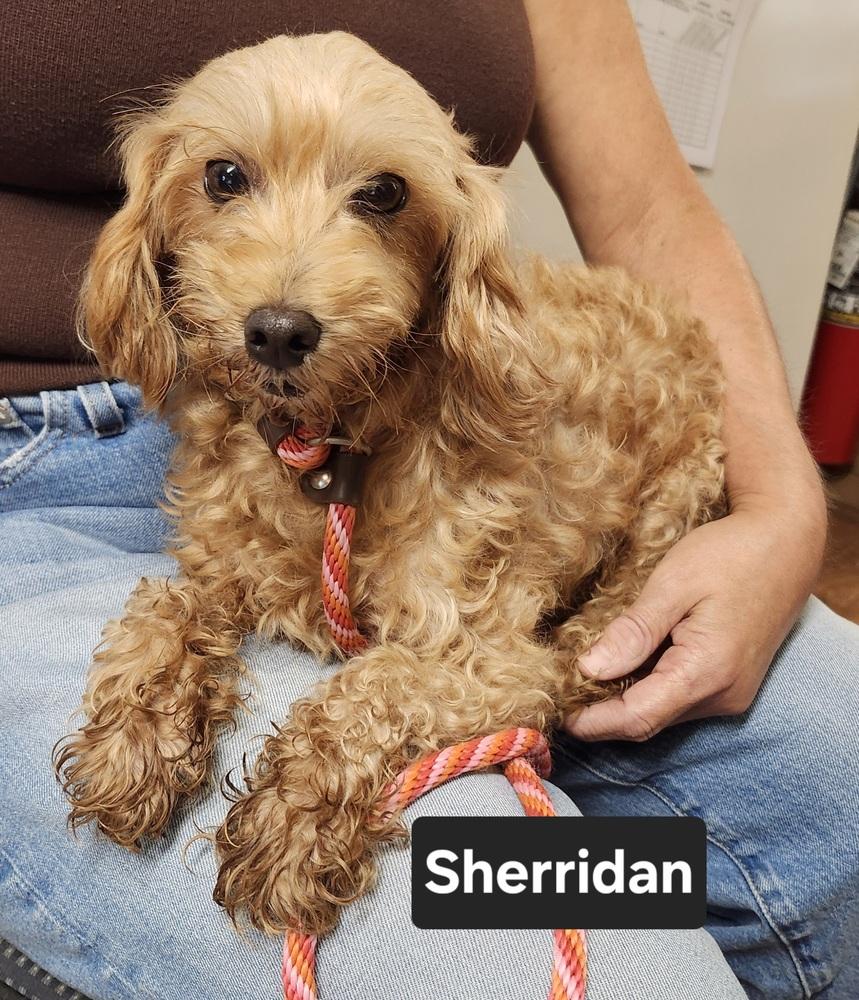Enlarge Sherridan, a Adoptable mixed breed in East Greenville, PA image 6/6