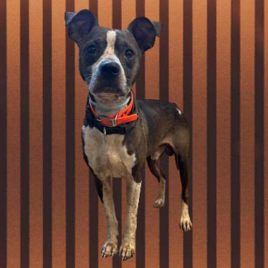 Enlarge Rocko, a Adoptable mixed breed in Tuscaloosa, AL image 1/5