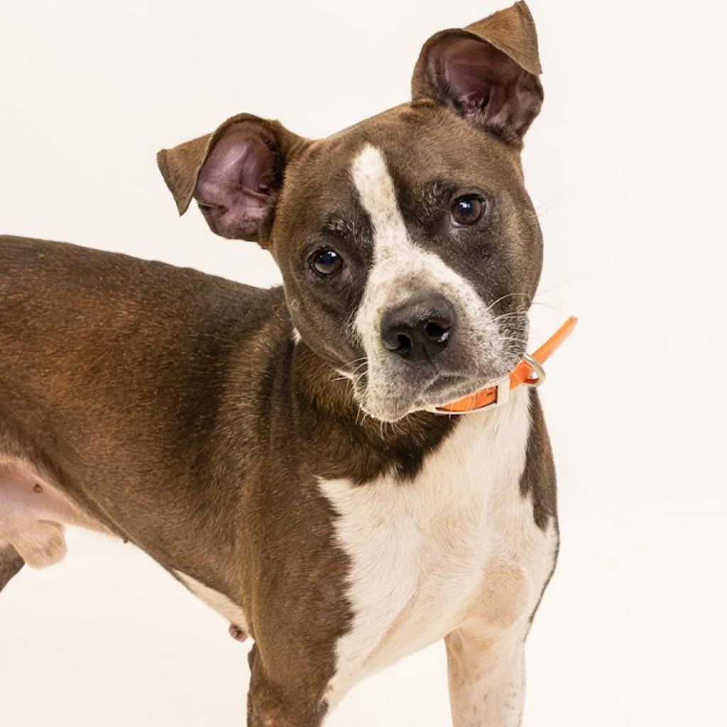 Enlarge Rocko, a Adoptable mixed breed in Tuscaloosa, AL image 2/5