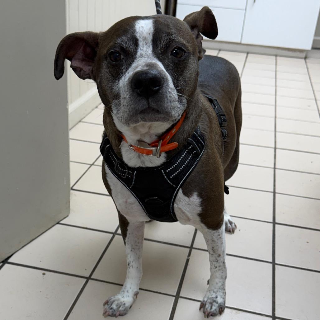 Enlarge Rocko, a Adoptable mixed breed in Tuscaloosa, AL image 3/5