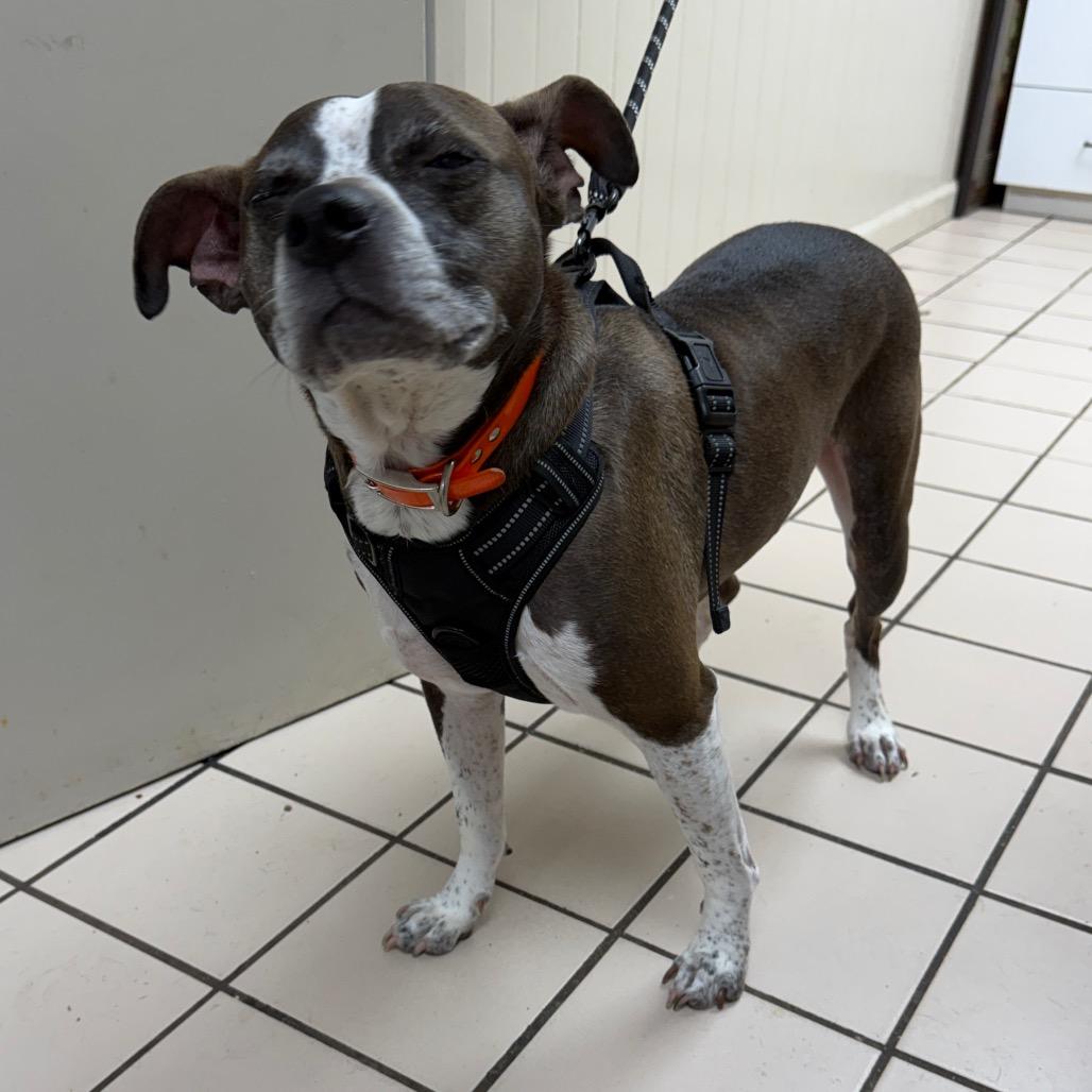 Enlarge Rocko, a Adoptable mixed breed in Tuscaloosa, AL image 4/5