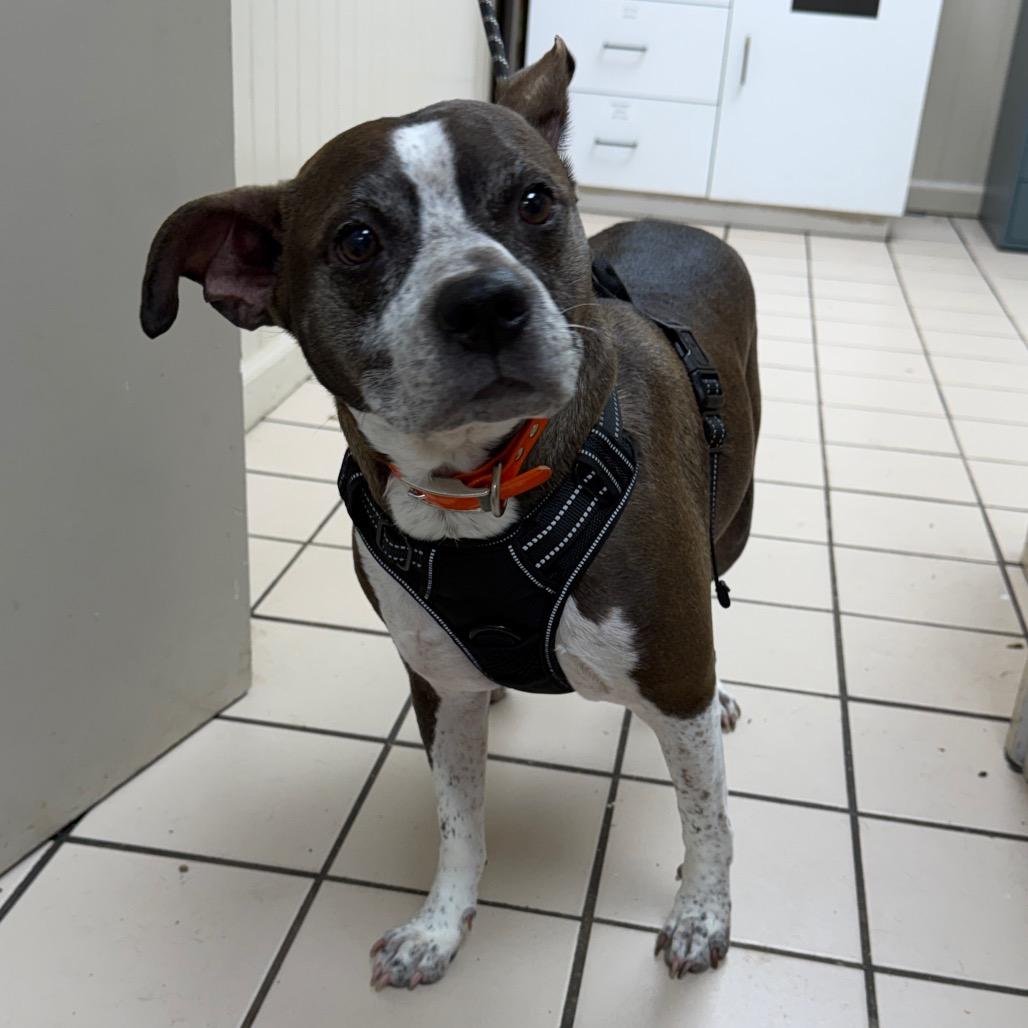 Enlarge Rocko, a Adoptable mixed breed in Tuscaloosa, AL image 5/5