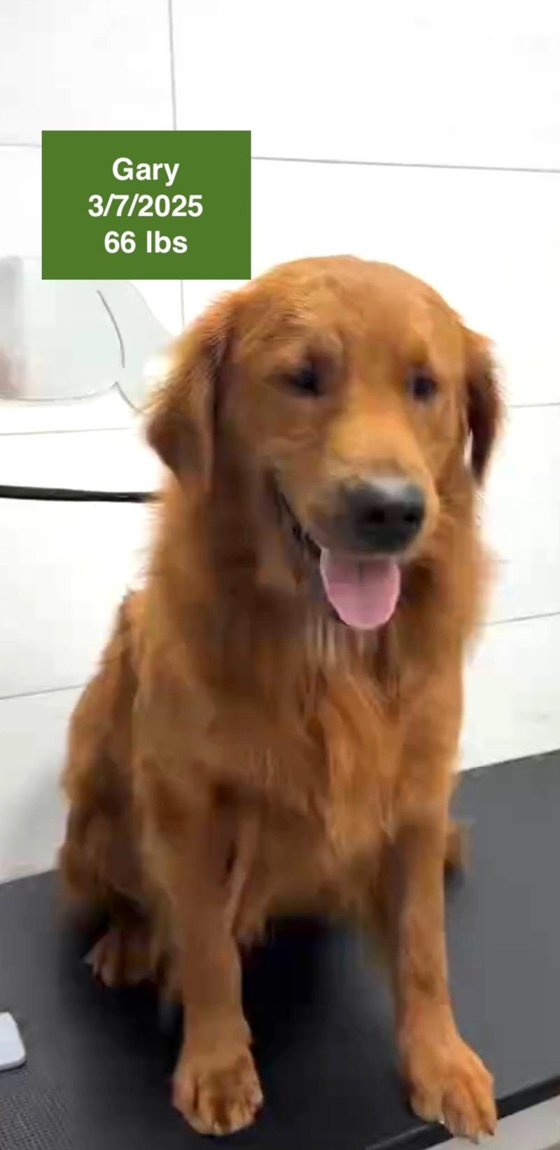 Gary, ADOPTABLE, Young Male Golden Retriever.