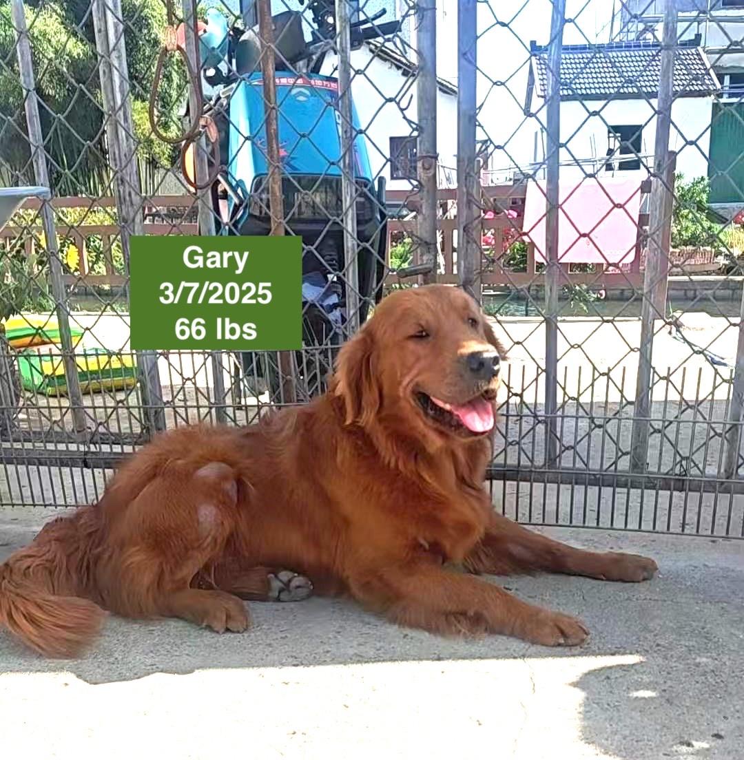 Gary, a ADOPTABLE Golden Retriever in West Hollywood, CA image 2/6