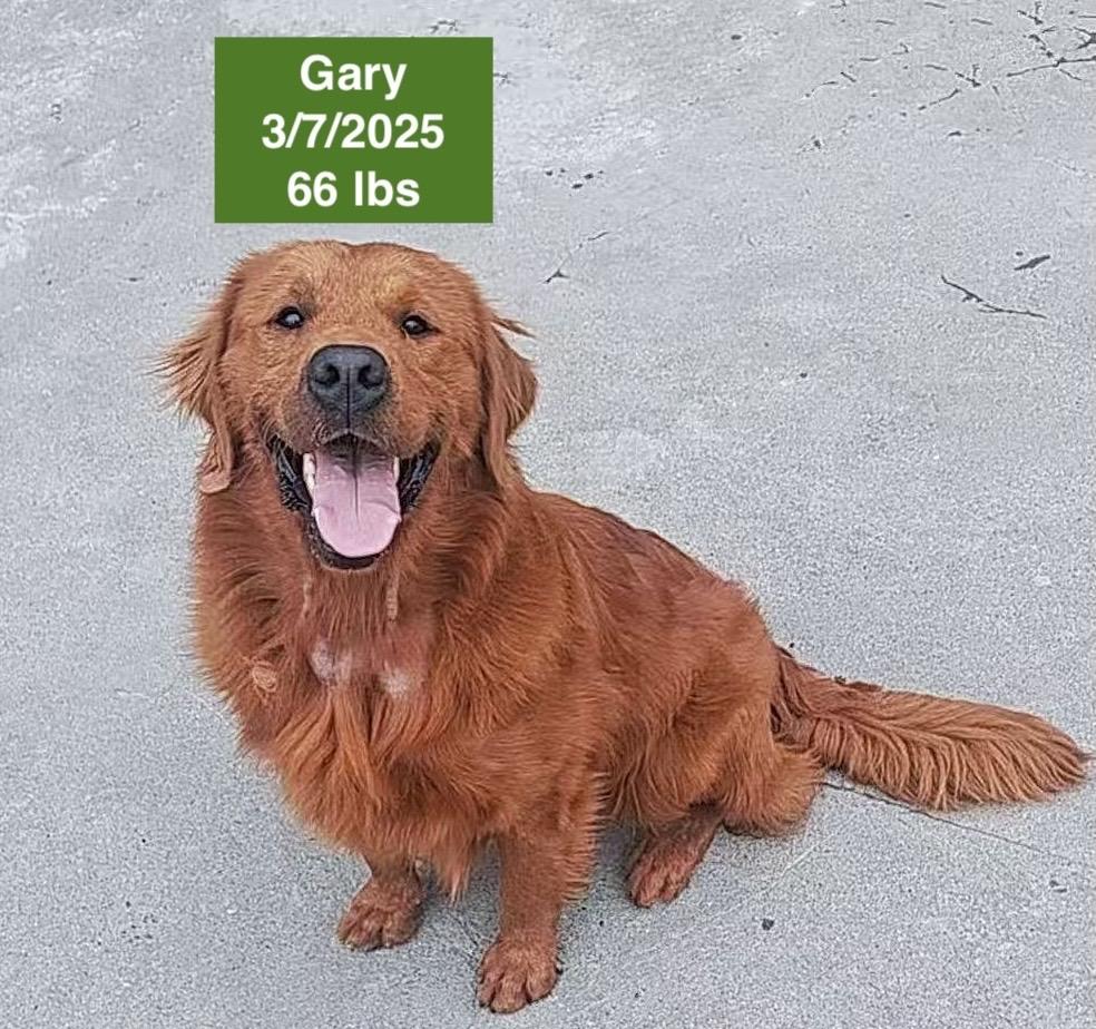 Gary, a ADOPTABLE Golden Retriever in West Hollywood, CA image 4/6