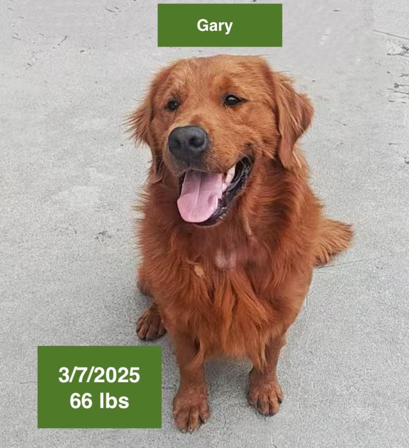 Gary, a ADOPTABLE Golden Retriever in West Hollywood, CA image 3/6