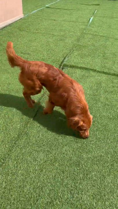 Enlarge Gary, a ADOPTABLE Golden Retriever in West Hollywood, CA video 6/6
