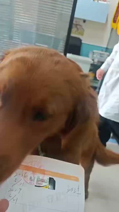 Enlarge Gary, a ADOPTABLE Golden Retriever in West Hollywood, CA video 6/6