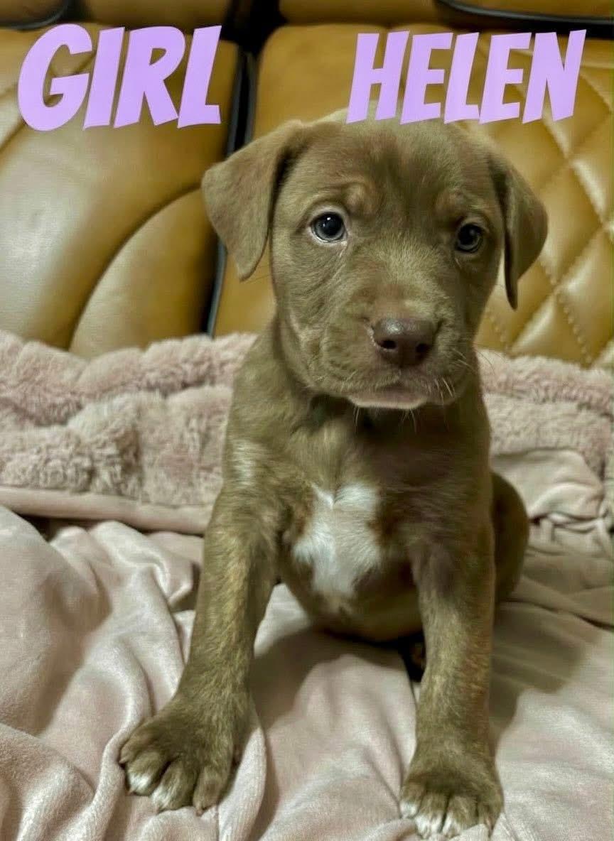 H litter Helen , Adoptable, Puppy Female Pit Bull Terrier.