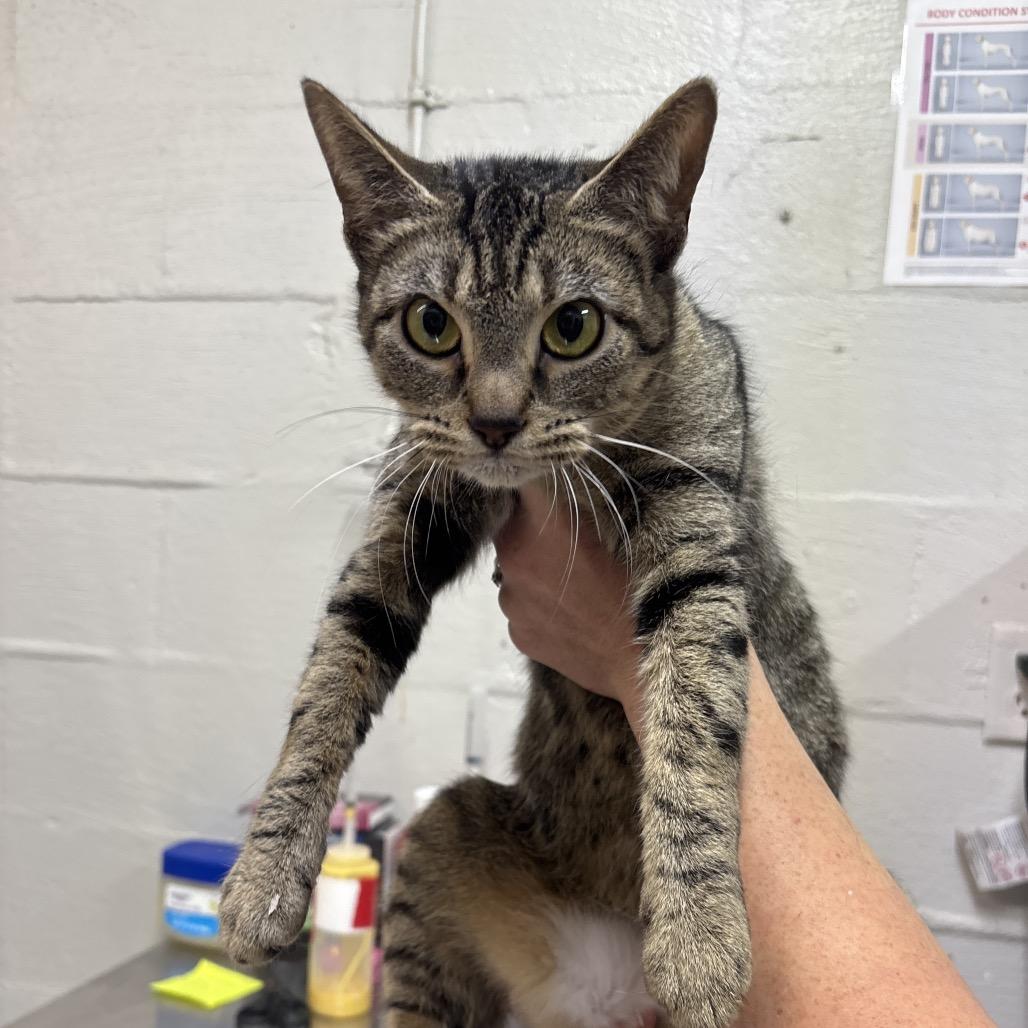 Neveah, Adoptable, Young Female Domestic Short Hair.