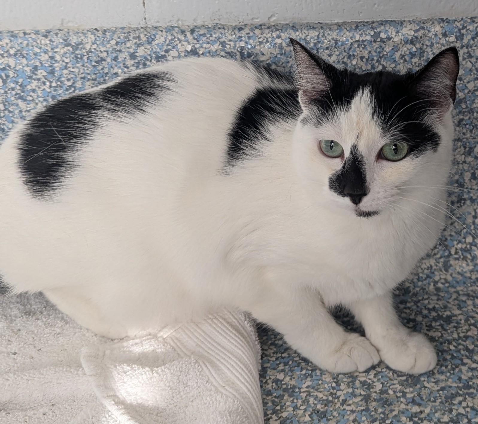 Enlarge Willow, a ADOPTABLE Domestic Short Hair in Stafford, VA image 1/1