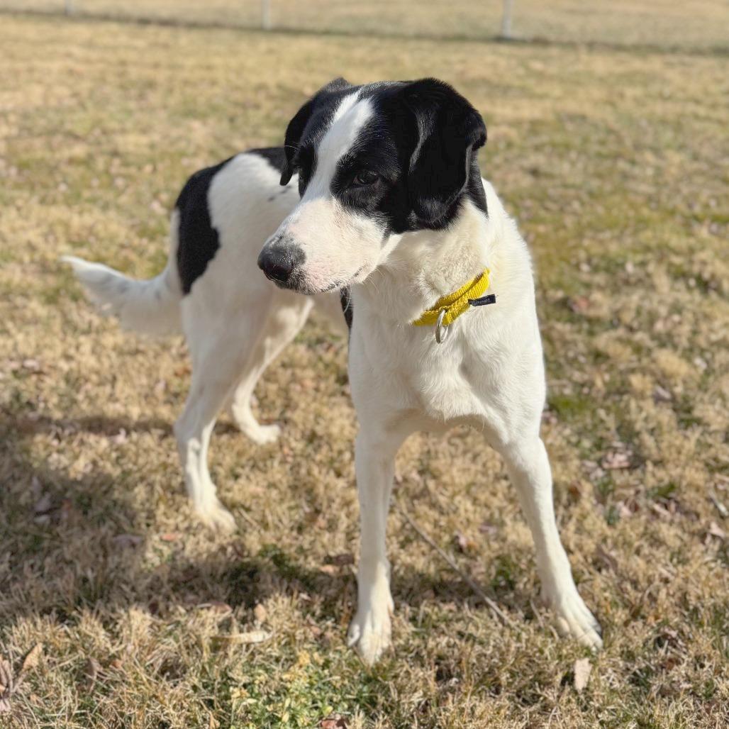 Dolly Parton, Adoptable, Adult Female Mixed Breed.