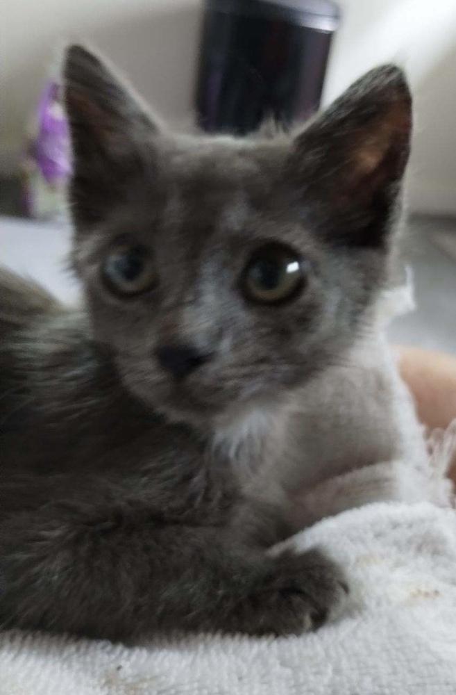 Shark Bait, Adoptable, Kitten Female Domestic Short Hair & Russian Blue.