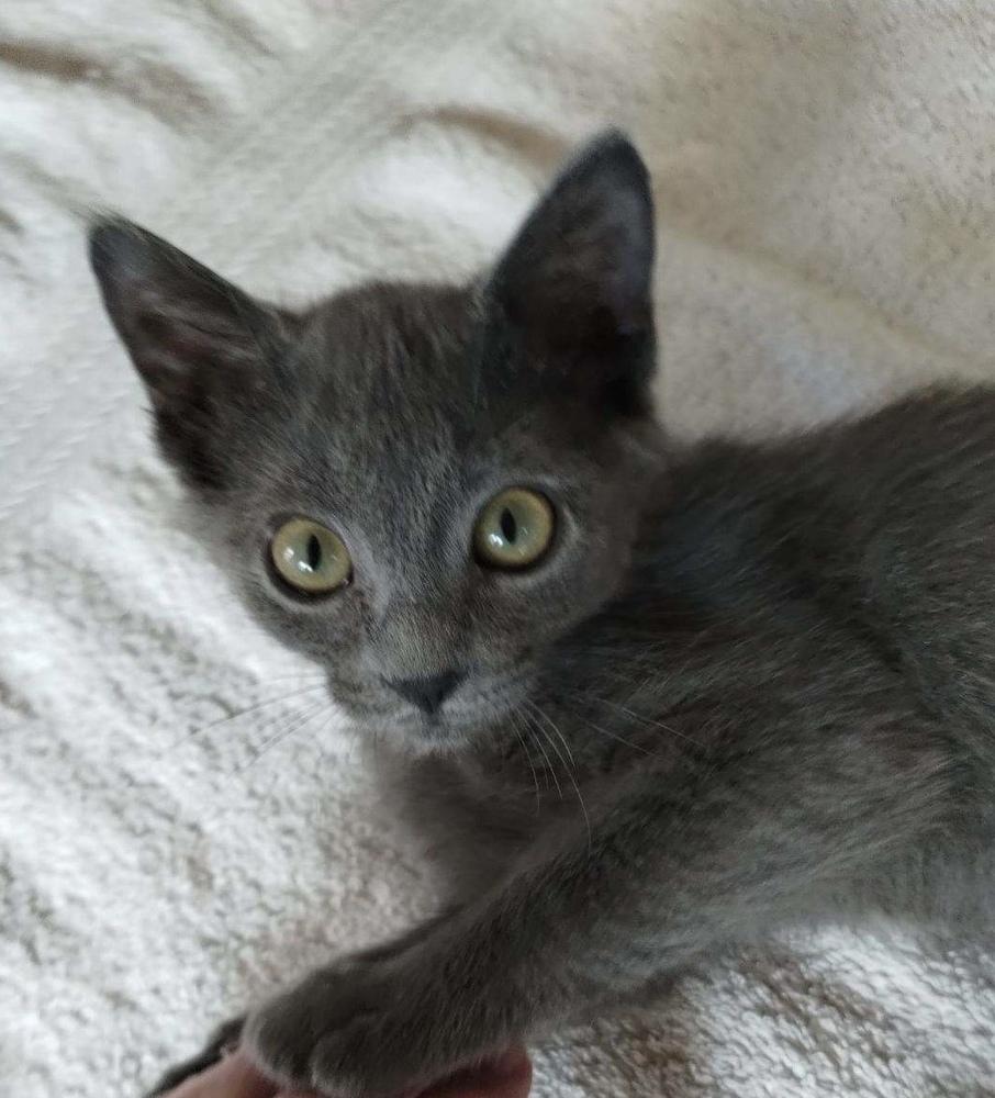 Shark Bait, a Adoptable mixed breed in Saint Augustine, FL image 2/2