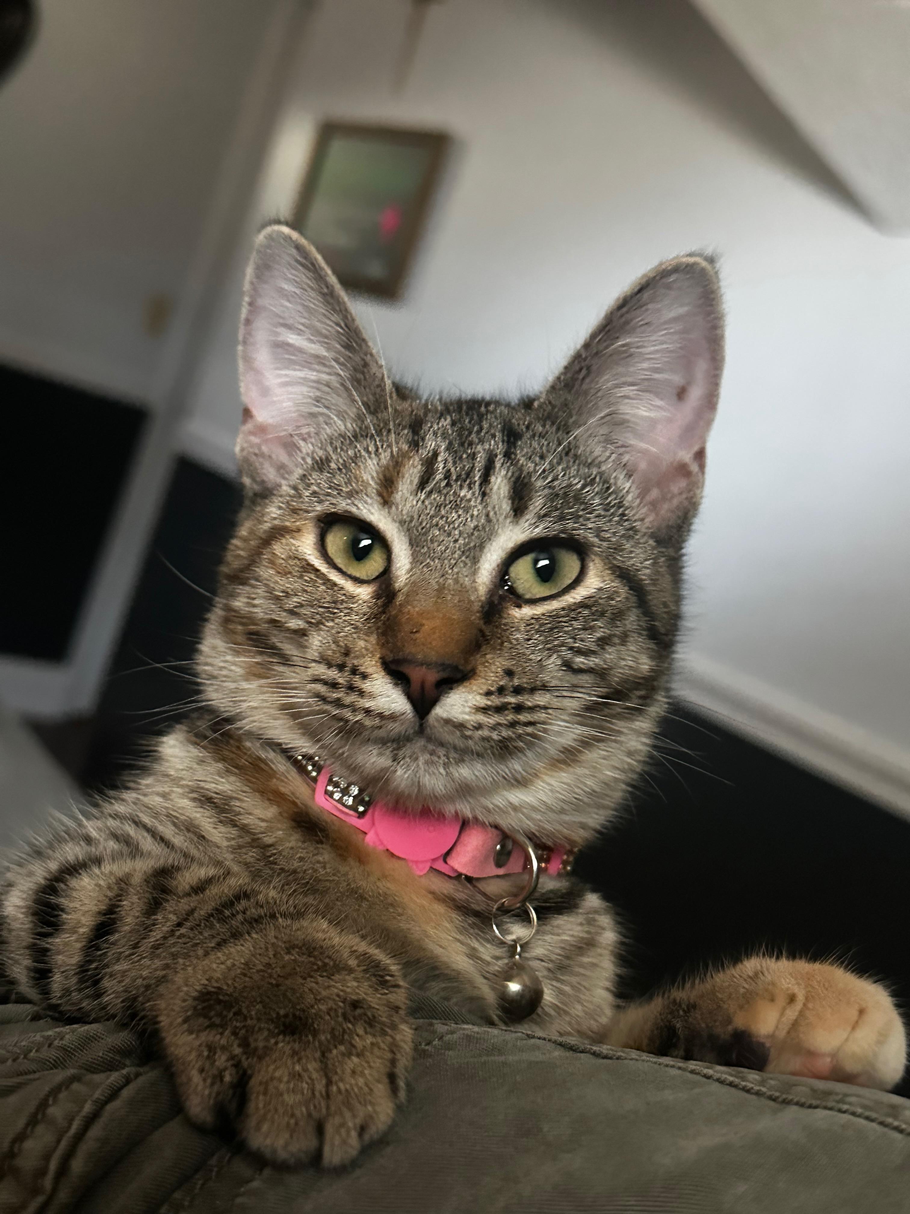 Enlarge Shelby, a Adoptable Domestic Short Hair in Middleburg, FL image 2/2