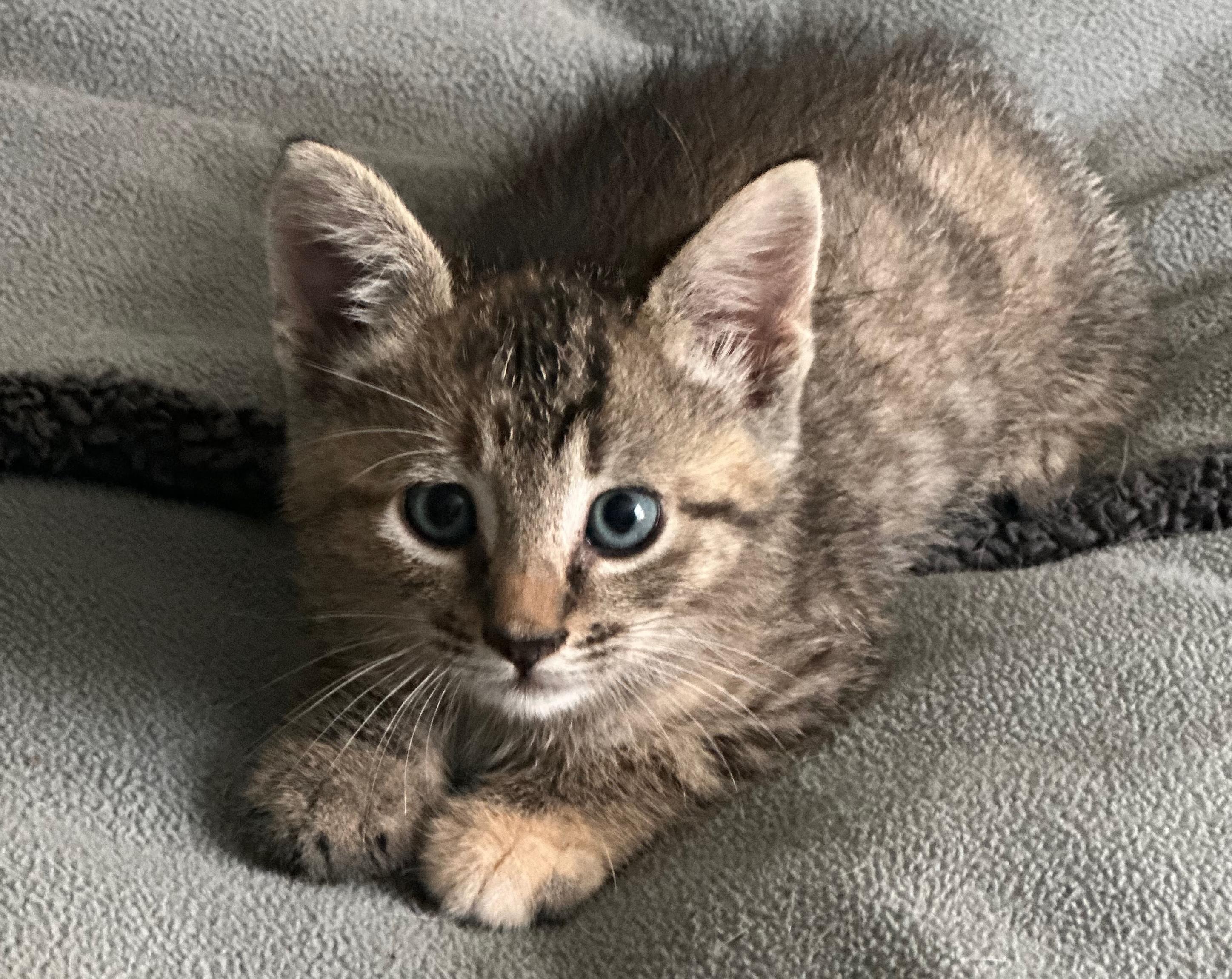 Shelby, Adoptable, Young Female Domestic Short Hair.