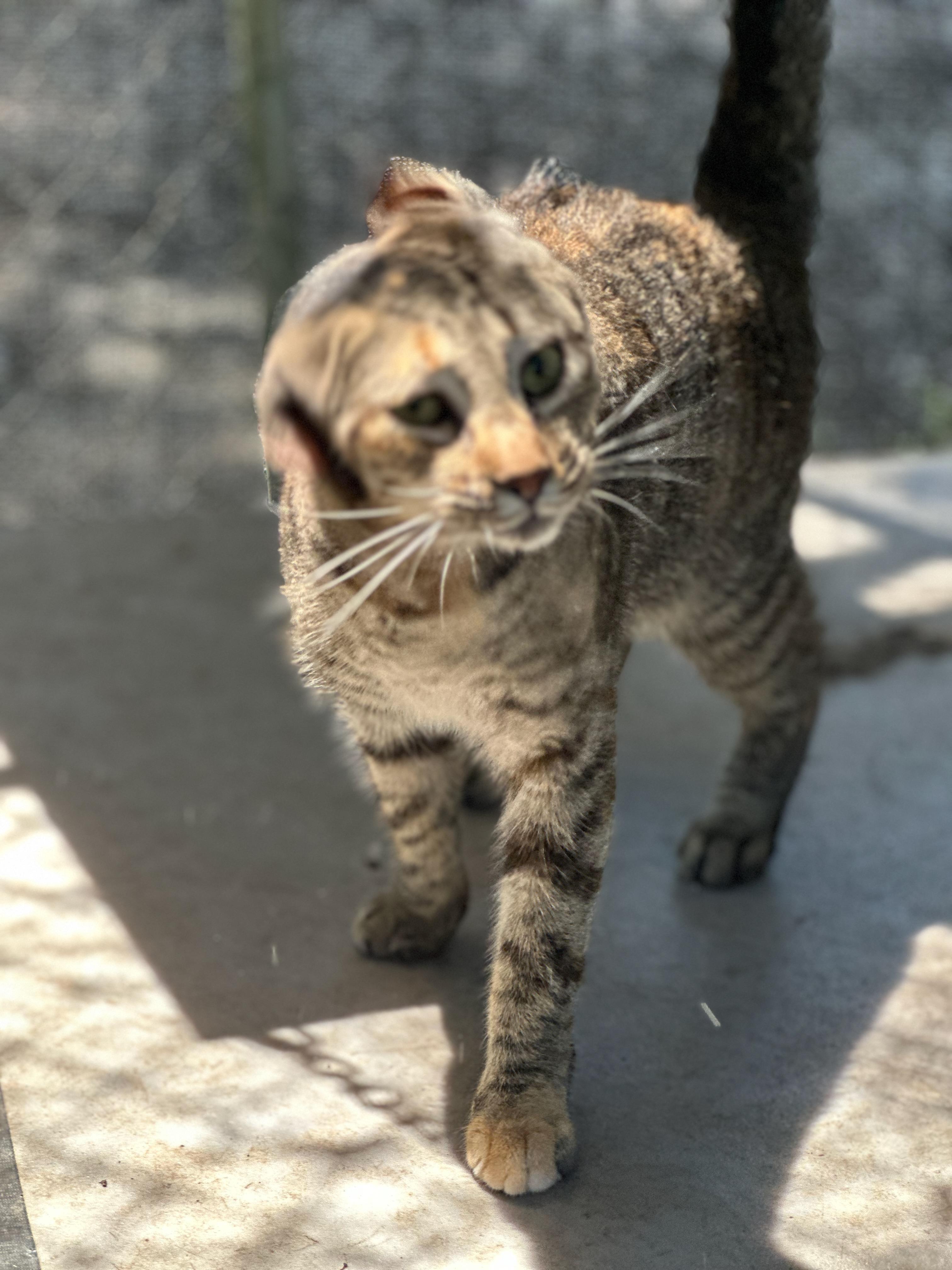 Shelby, Adoptable, Young Female Domestic Short Hair.