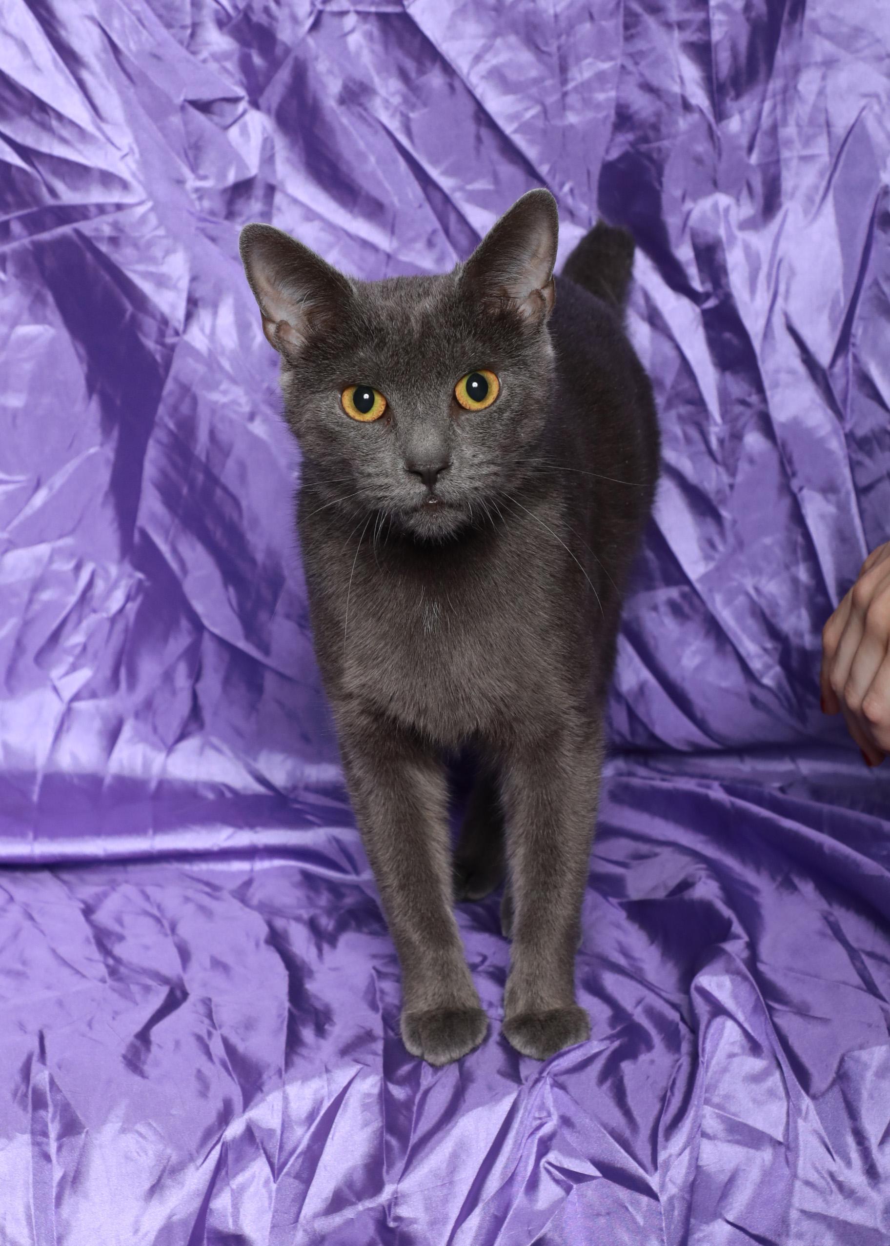 Esmeralda, Adoptable, Young Female Domestic Short Hair.