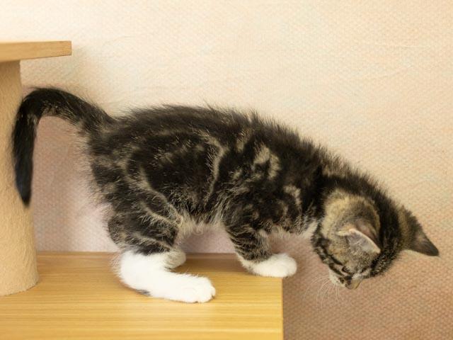 Zeta, a Adoptable mixed breed in Monroe, WA image 3/5