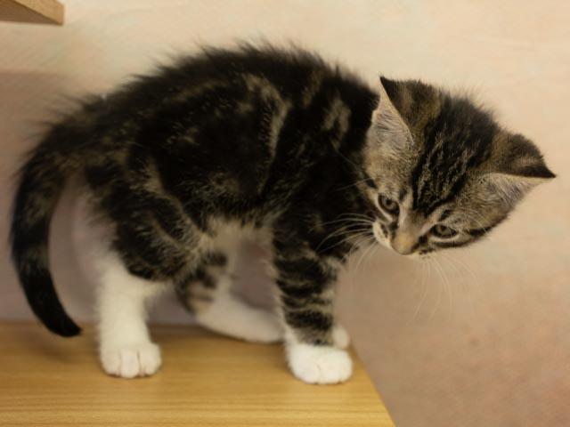 Zeta, a Adoptable mixed breed in Monroe, WA image 5/5