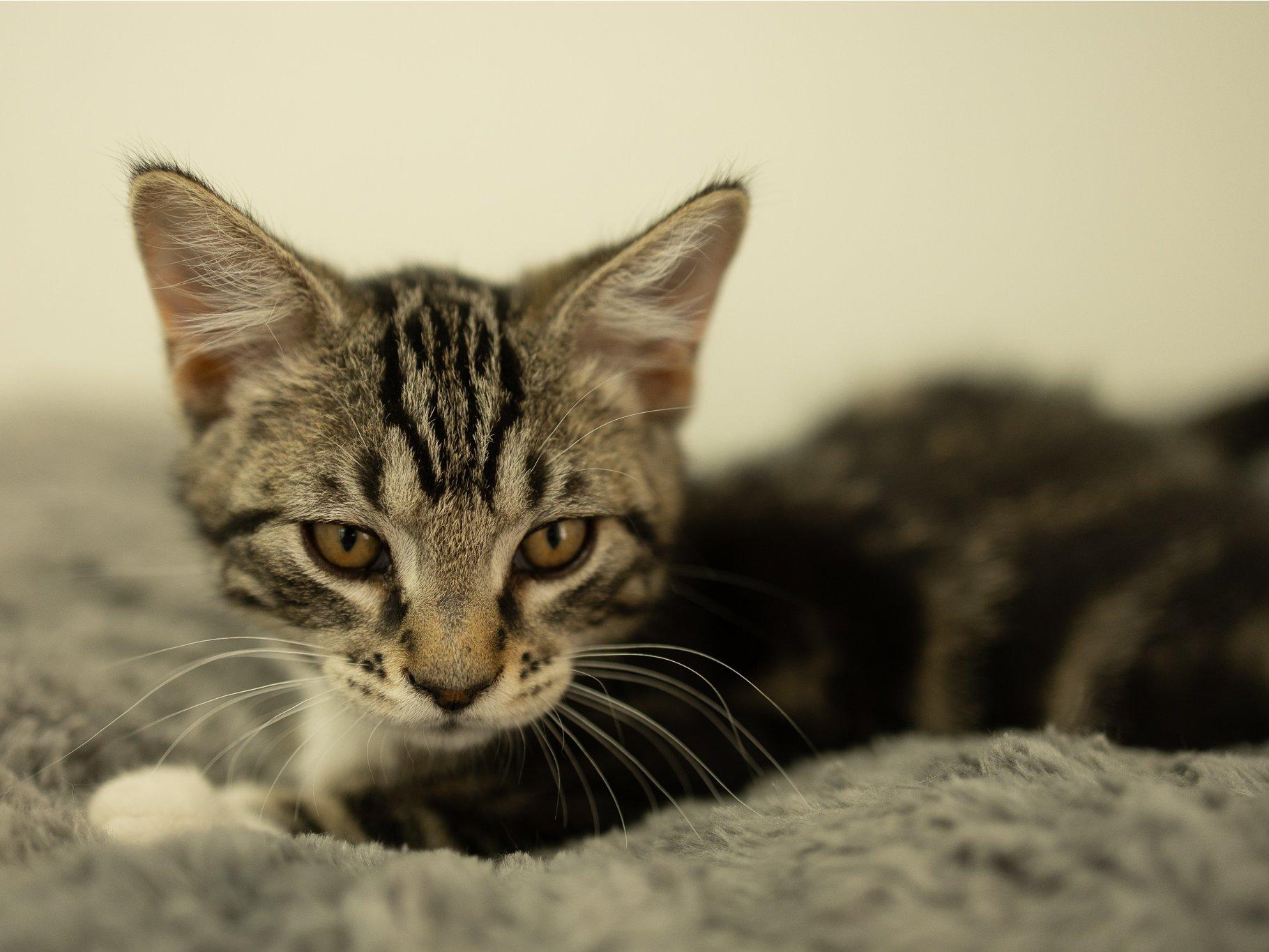 Zeta, a Adoptable mixed breed in Monroe, WA image 3/6