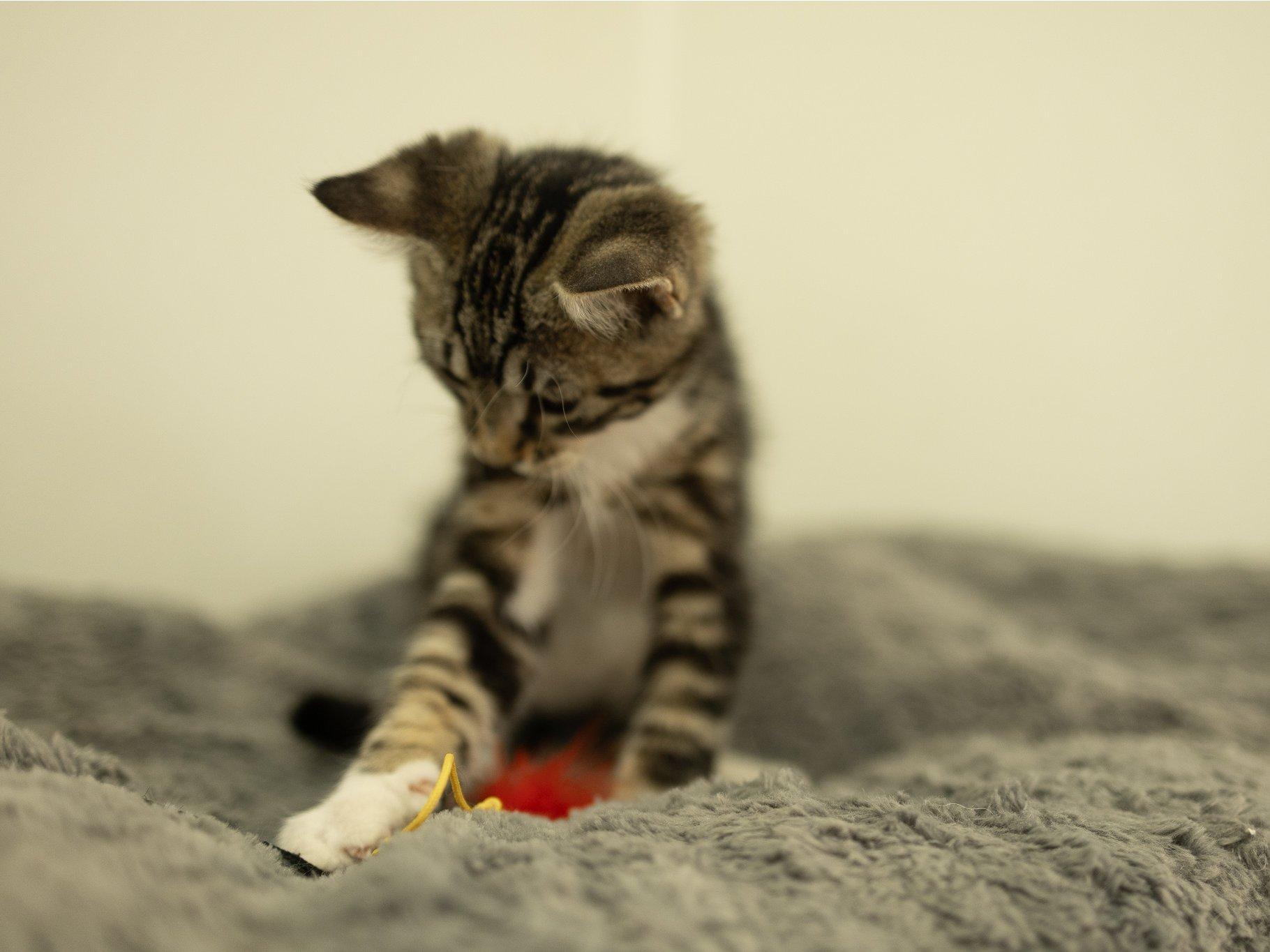 Zeta, a Adoptable mixed breed in Monroe, WA image 5/6