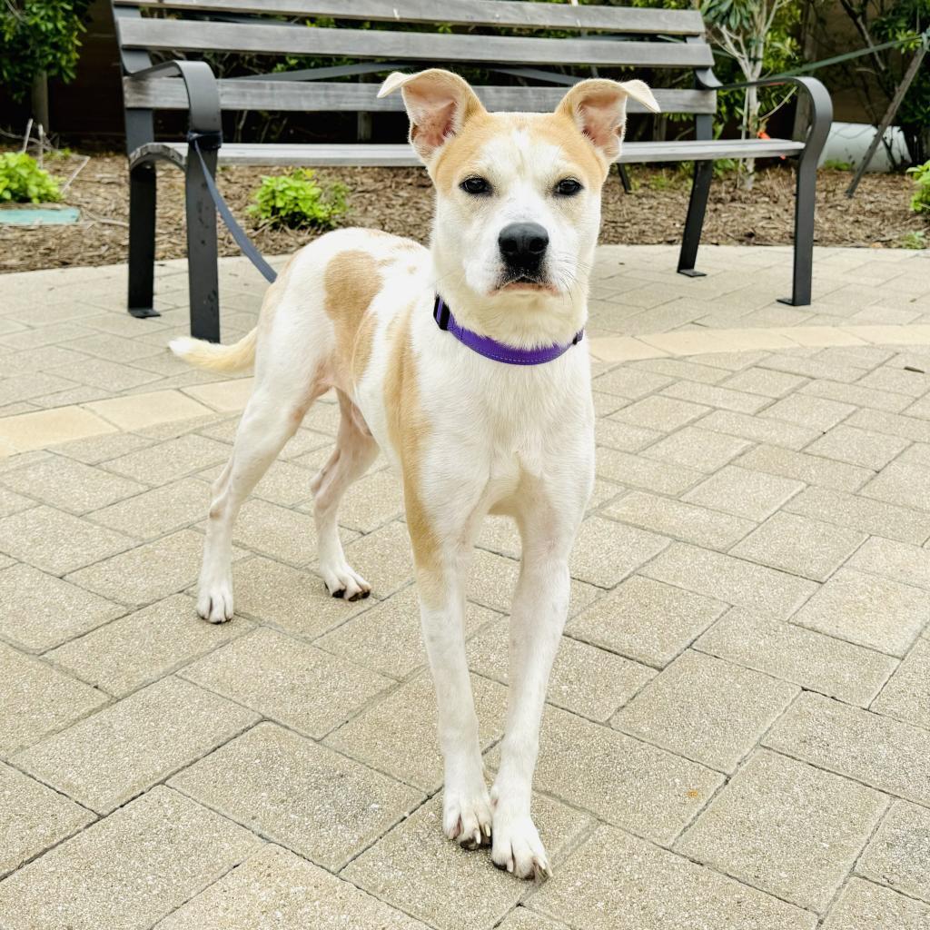 Ebenezer, Adoptable, Adult Male Mixed Breed & Mixed Breed.