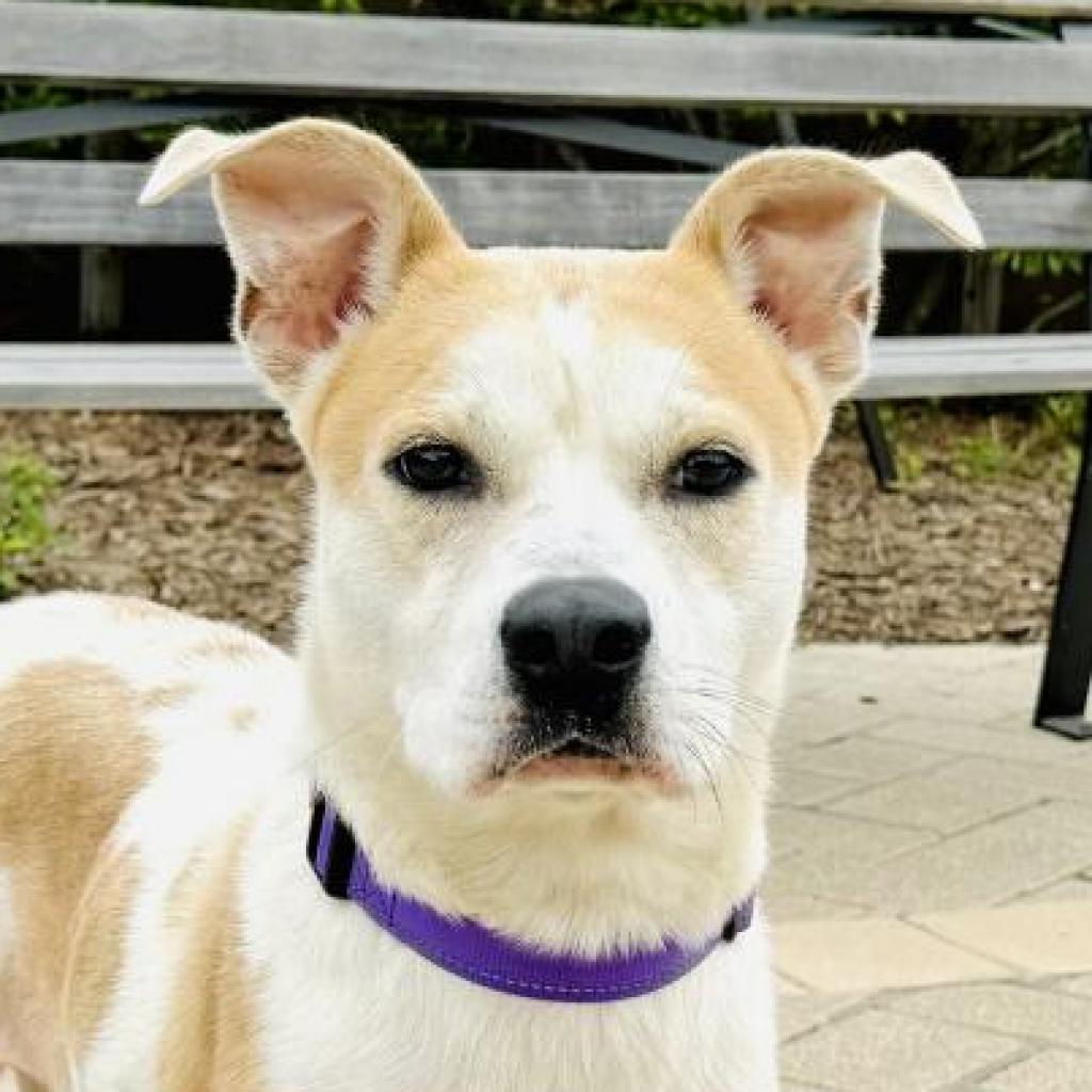 Enlarge Ebenezer, a Adoptable mixed breed in League City, TX image 2/2