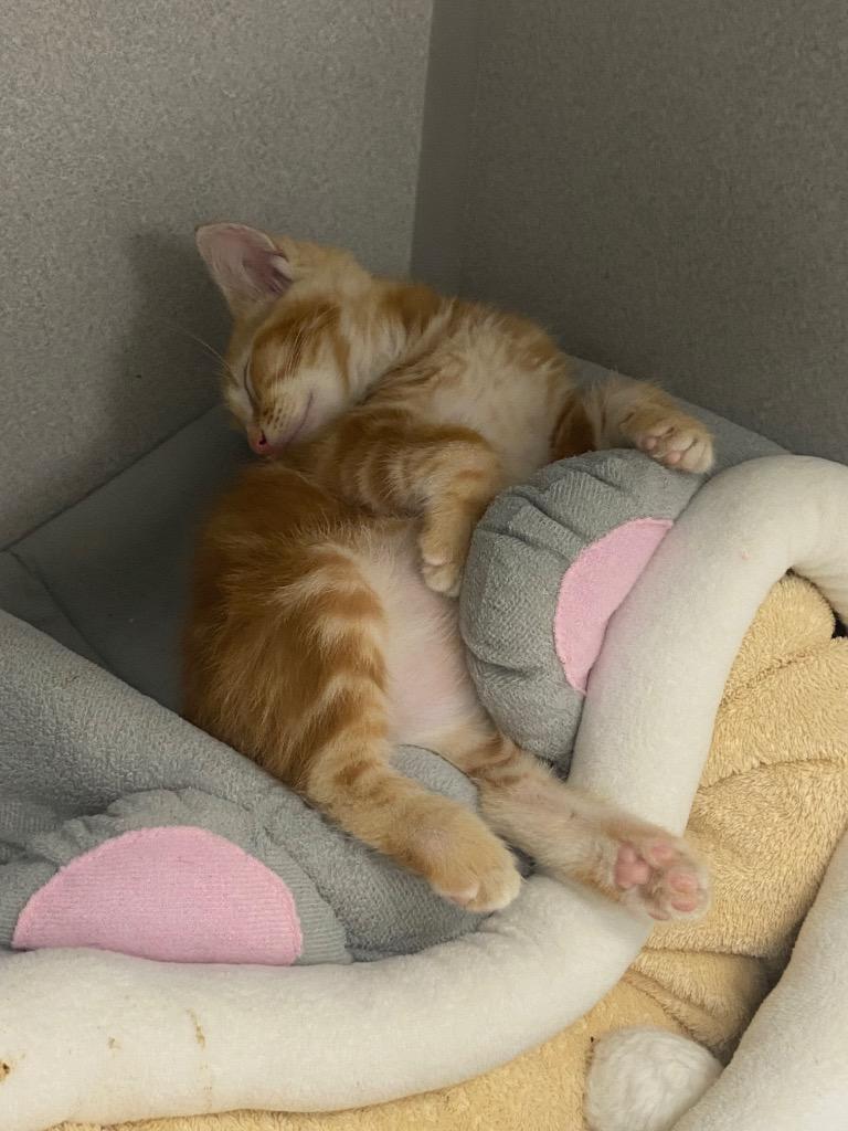 Pan Dulce, a Adoptable mixed breed in Los Angeles, CA image 1/6