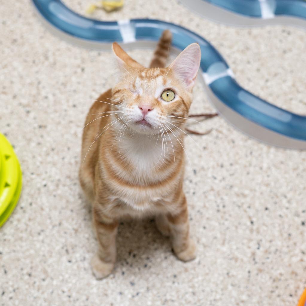 Pan Dulce, a Adoptable mixed breed in Los Angeles, CA image 2/6
