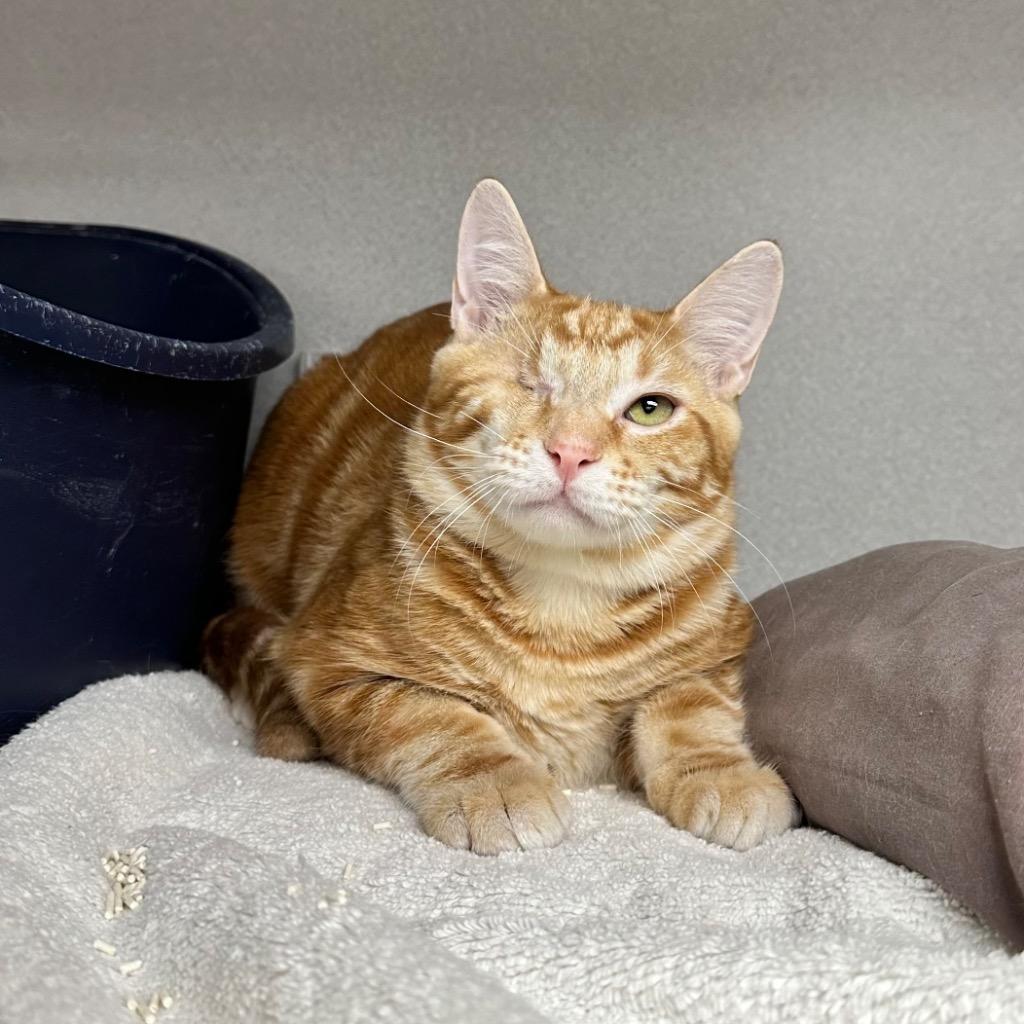 Pan Dulce, a Adoptable mixed breed in Los Angeles, CA image 3/6