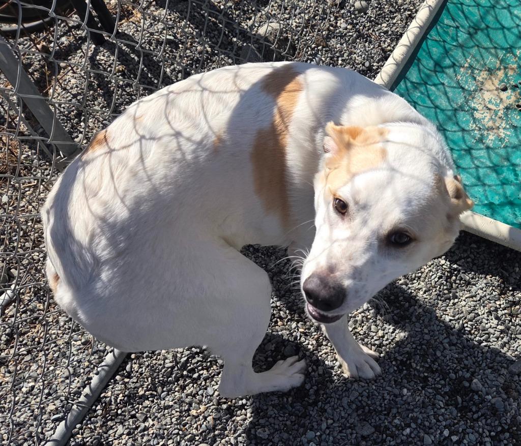 Zeus, a Adoptable Great Pyrenees in Gold Beach, OR image 1/2