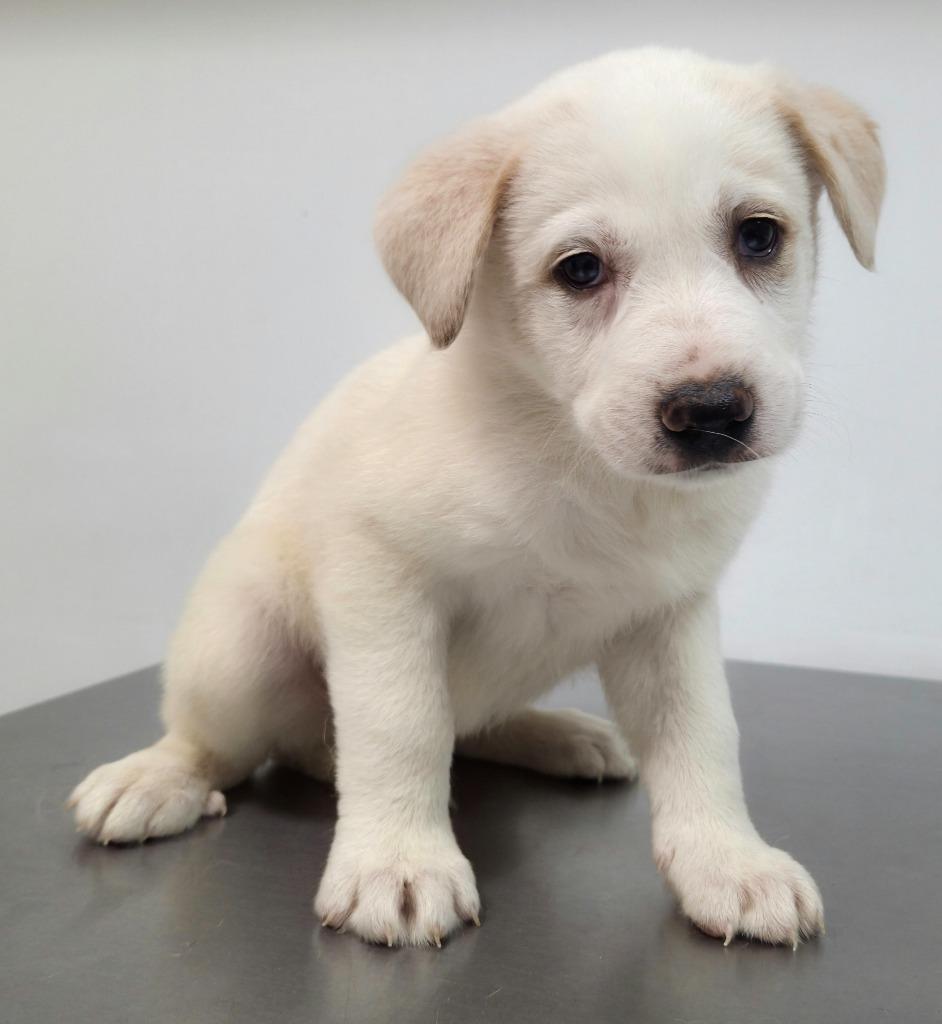 Zeus, a Adoptable Great Pyrenees in Gold Beach, OR image 2/2